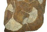 Eight Paleocene Fossil Ginkgo Leaves - North Dakota #276708-3